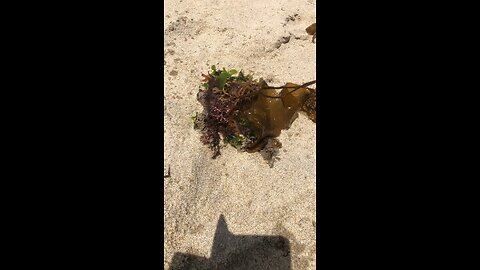 Crab found covered in seaweed