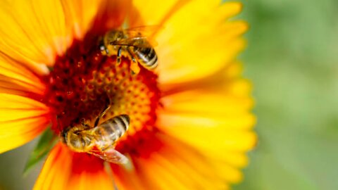what is the relationship between longevity and bee products?