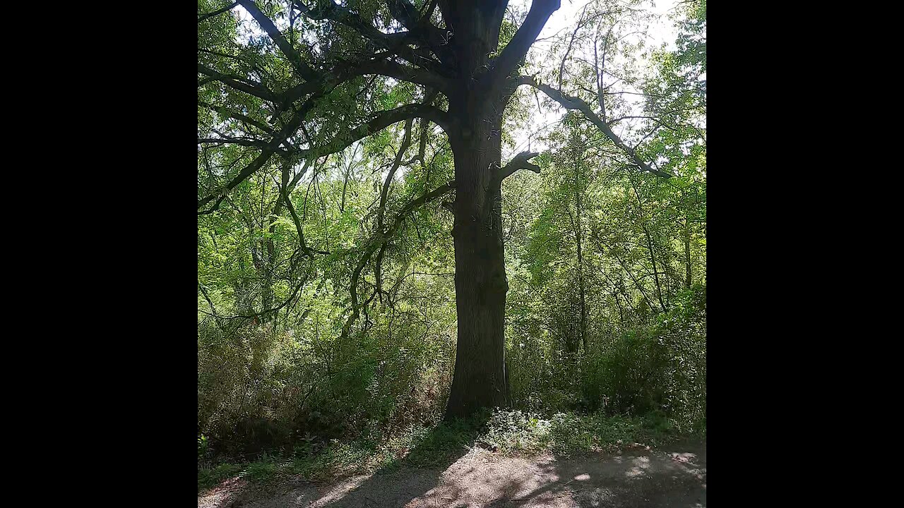 My trees