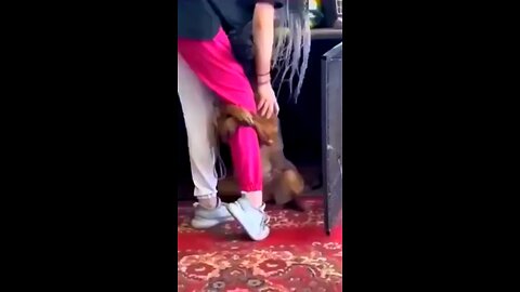 reaction of a dog after being adopted 🥰