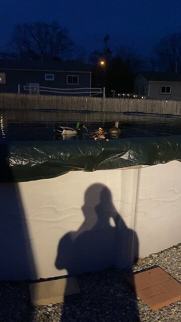 Ducks 🦆 by Jack the Irish wolfhound