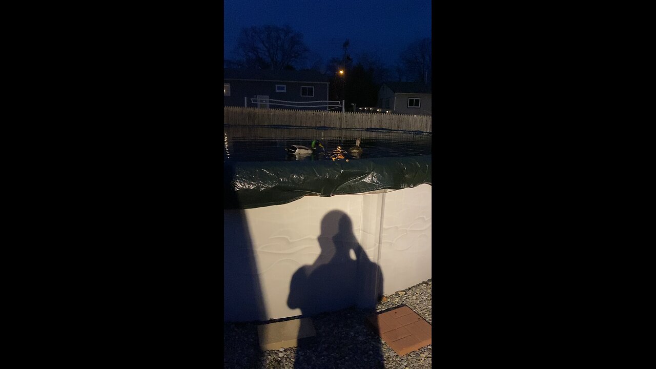 Ducks 🦆 by Jack the Irish wolfhound