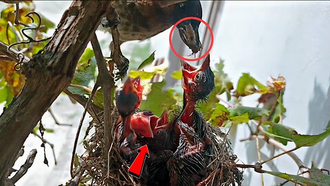 Red-Vented Bulbul Feeding time | Unusual Moments!