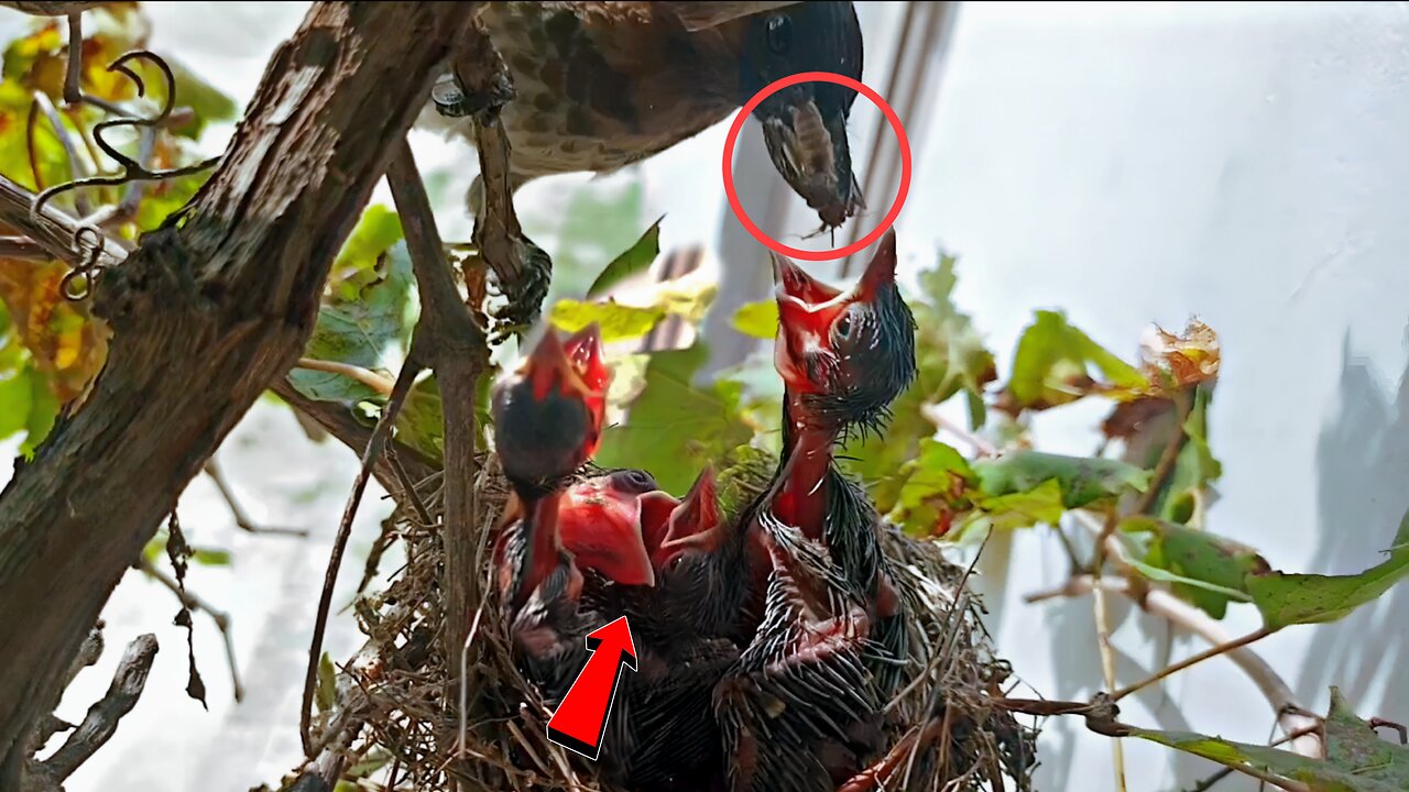 Red-Vented Bulbul Feeding time | Unusual Moments!