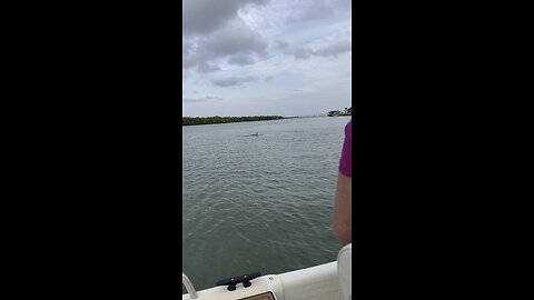 Baby Dolphin Jumps For Joy! | 4K