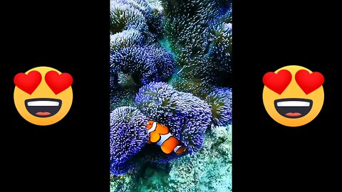 Cutest🥰Colourful fish 🐠