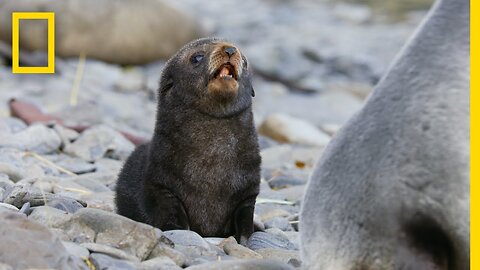 Fur Seals Overcome Extinction On 'Resurrection Island' - Ep. 1 | Wildlife: Resurrection Island