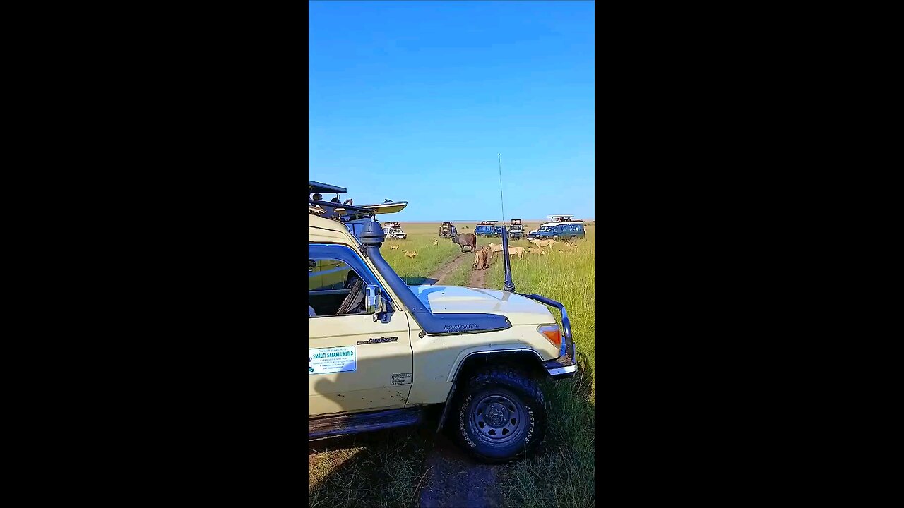 The Brief Deady Charge Of The Buffalo