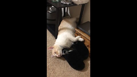 Lazy Cat 🐈🤣