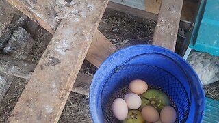 Hens fooling me again.
