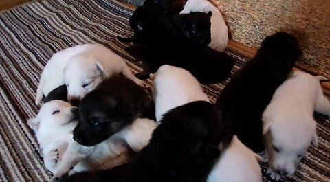 Bright Eyes Opening: 2-week-old Black and White German Shepherd Puppies