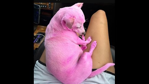 🛑 VP YOGA UPDATE, SPERGS ON CHAT & PURPLE PICKS HER UP 11-7-25