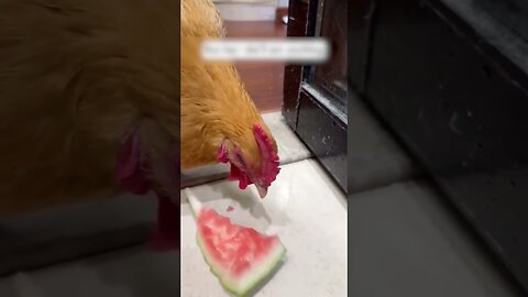 The chicken swam into the river and people saved her