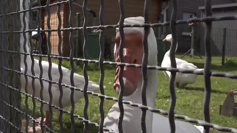 Was ist nur in Ostfriesland los???