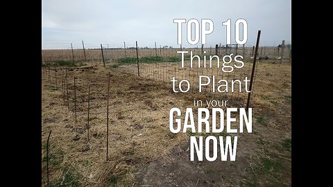 Top 10 things to plant in your garden RIGHT NOW!