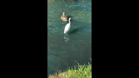 Mallard Ducks 🦆 & Egret #mallardducks #ducks #duck #egret #subscribe #shorts #viral #trending