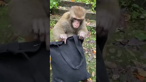 Funny monkey #58