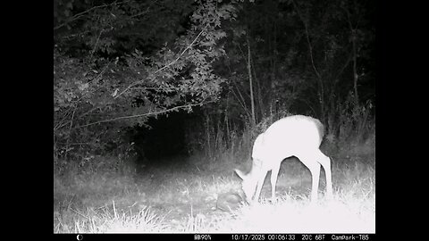 Deer Cam 10 17 2025 Game Cam Trail Camera