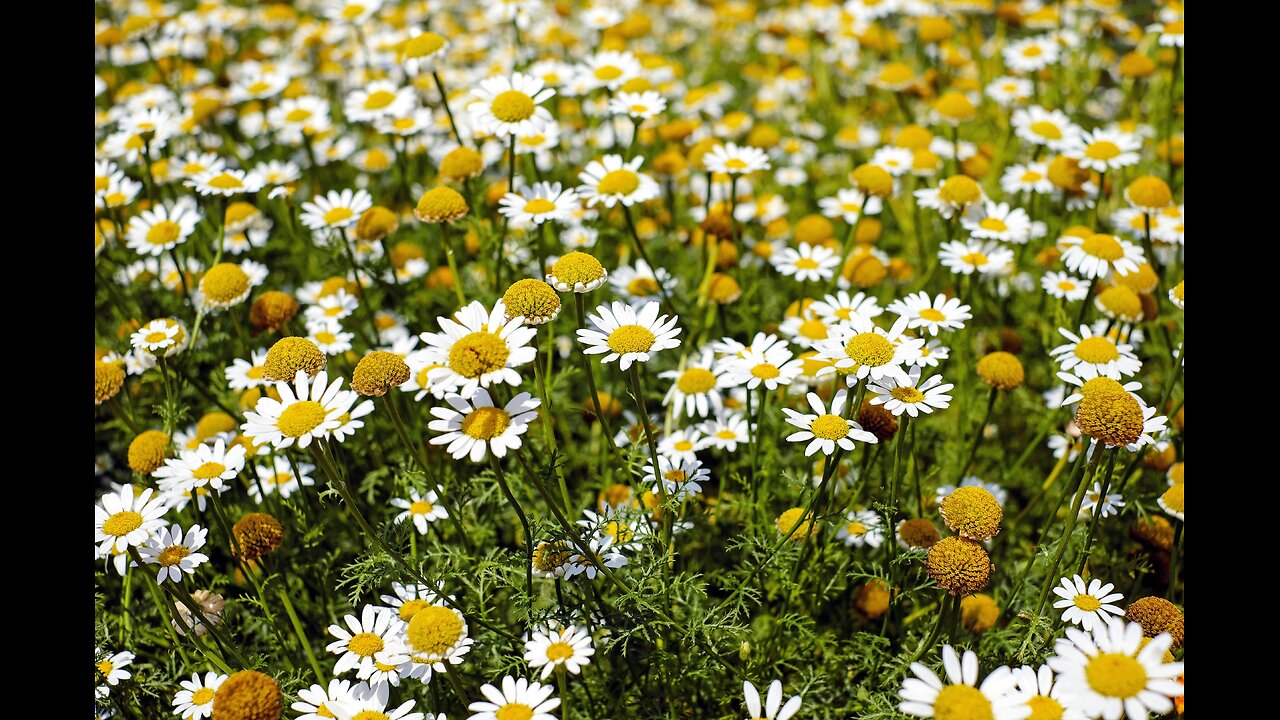 Barbara O'Neill - Natural Remedies