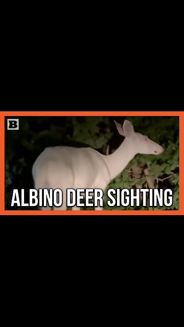 Have You Ever Seen an Albino Deer?!