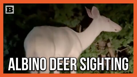 Have You Ever Seen an Albino Deer?!