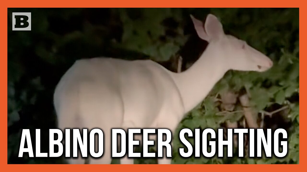 Have You Ever Seen an Albino Deer?!