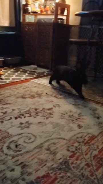 Sometimes you just gotta jump!