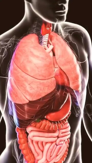 Humans Healthy food for everyone