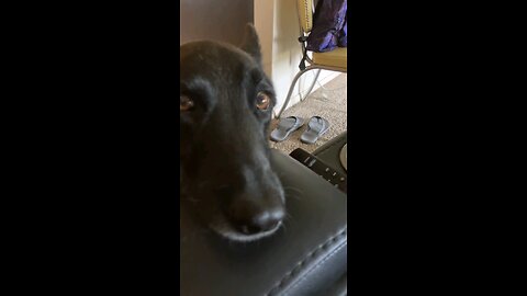 BUSTED!!!🤣LUNA THE DUTCH SHEPHERD