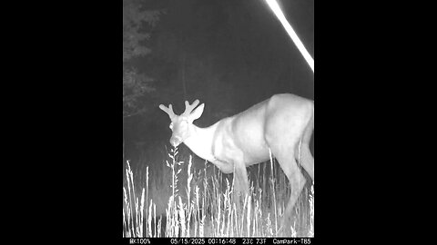 Deer Cam Nice Buck 05-15-2025 Game Camera Trail Camera