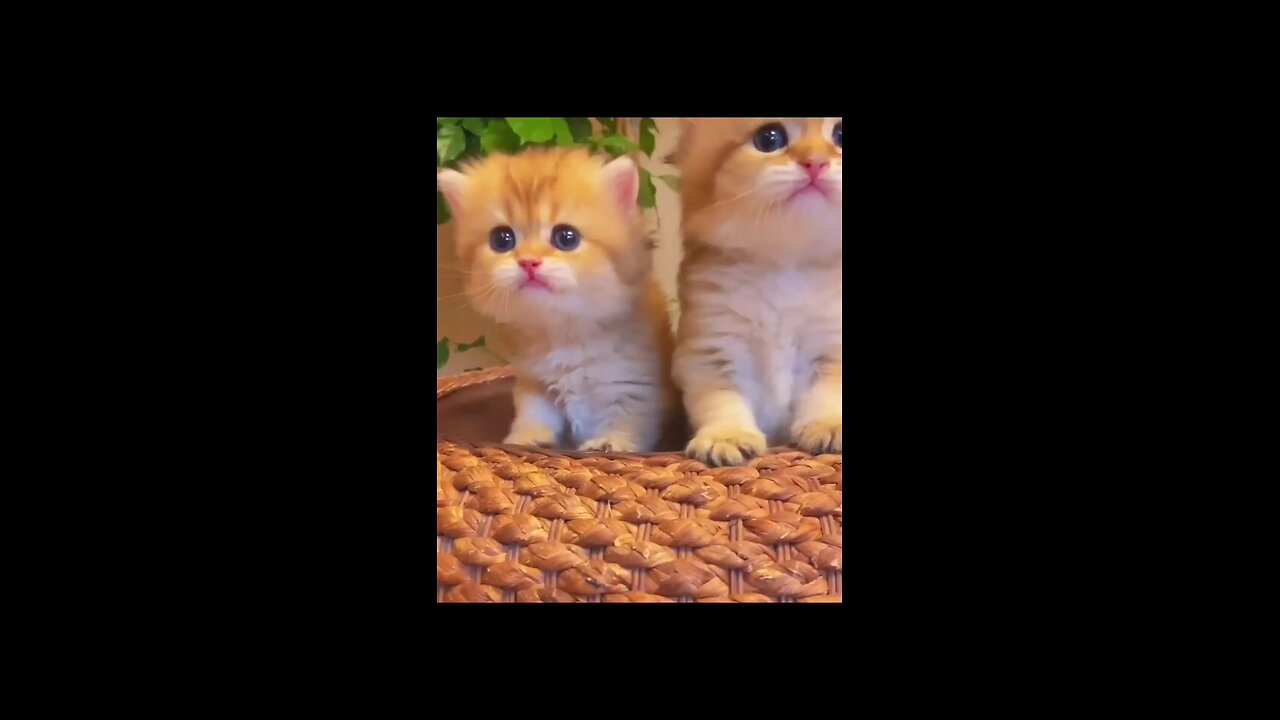 cute cat baby