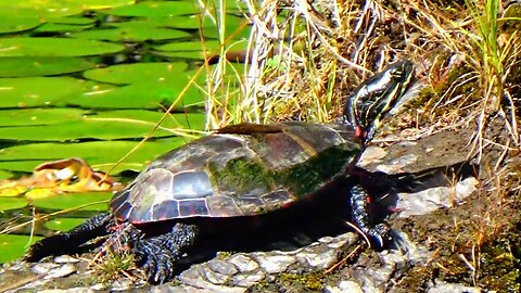 Painted Turtle