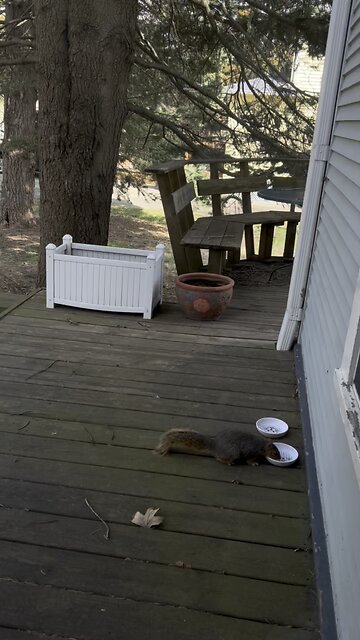 Yard pet drinking from the cat’s water.