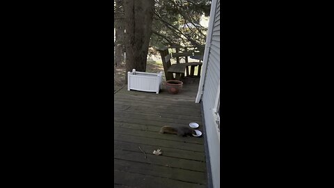 Yard pet drinking from the cat’s water.