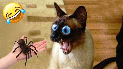 2025’s Funniest Dogs & Cats 😂 You Won’t Stop Laughing! | You Laugh You lose 😍😸😹 #Ep53
