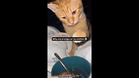 Too Cute AND Too Funny to Handle!