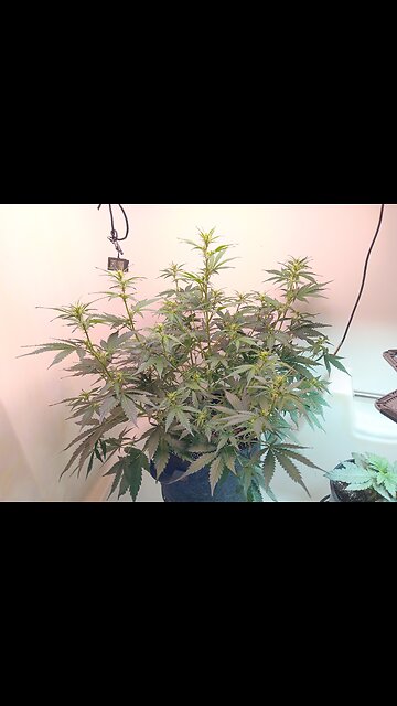 Gorilla Cookies week 5 day 1