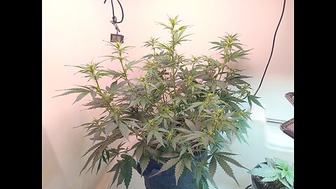 Gorilla Cookies week 5 day 1