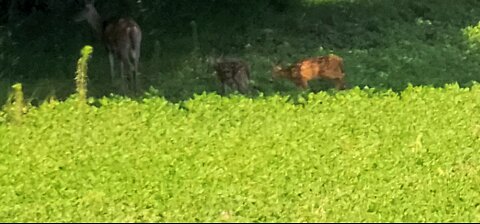 Mama and her 2 fawns