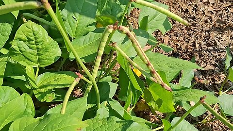 GARDEN UPDATE June 27, 2025