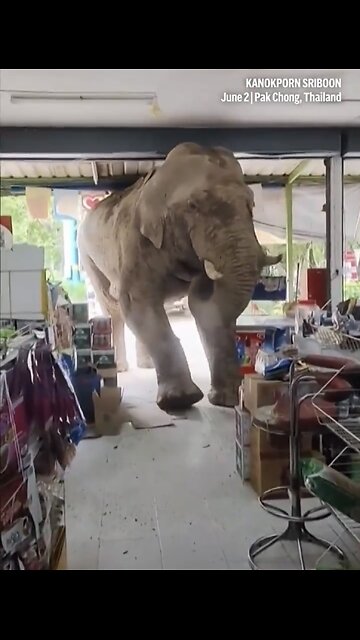 HUGE WILD ELEPHANT🚏🥬🌽🏪🐘📸BREAK INTO FOOD SHOP IN THAILAND🇹🇭🫛🍌🥦🐘🏪💫