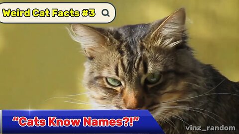 Weird Cat Facts #3 😼