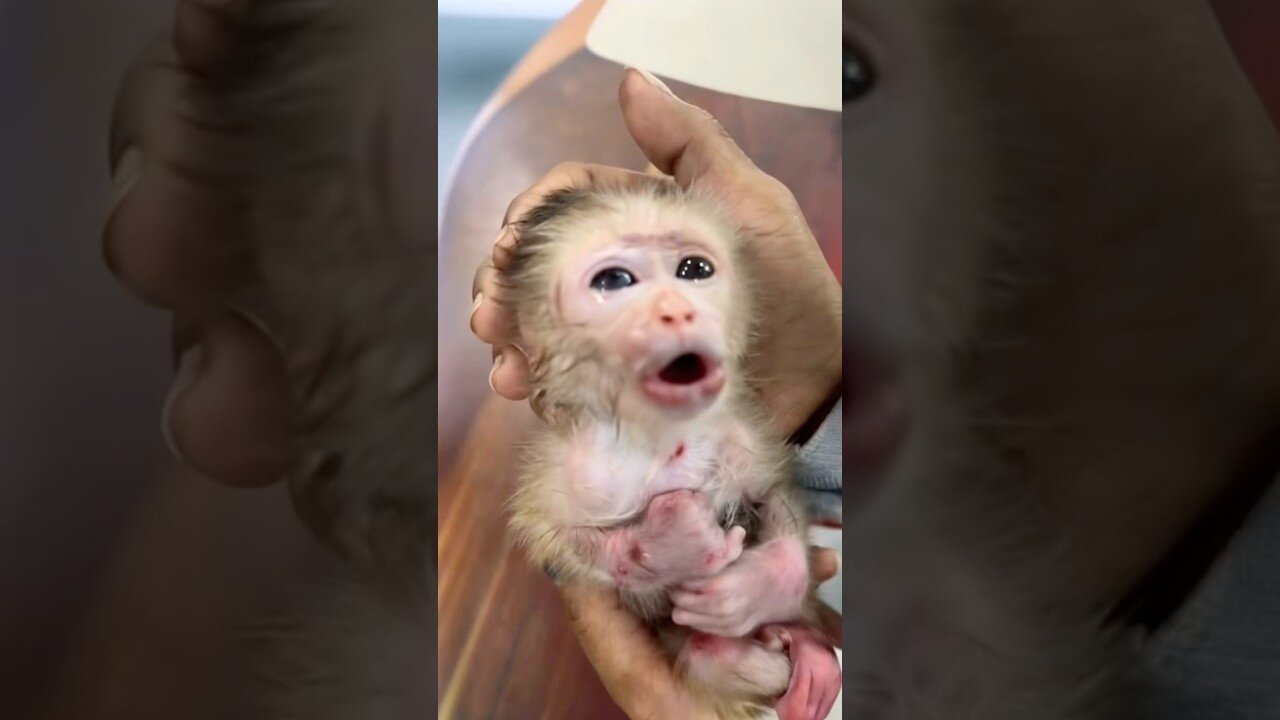 Smart Baby Monkey Acts Like a Real Baby for Snacks! 🤯🍌