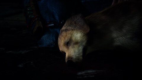 Days Gone: Irene