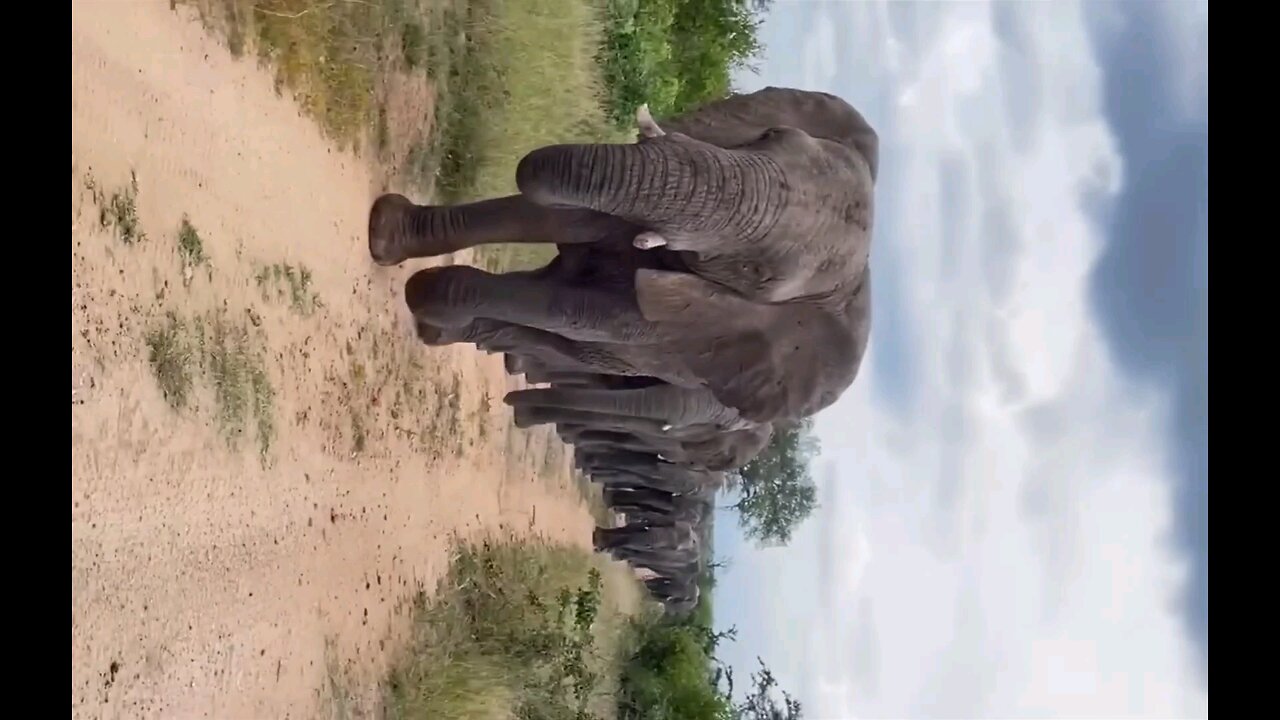 Every elephant needs a herd❤️🐘🐘