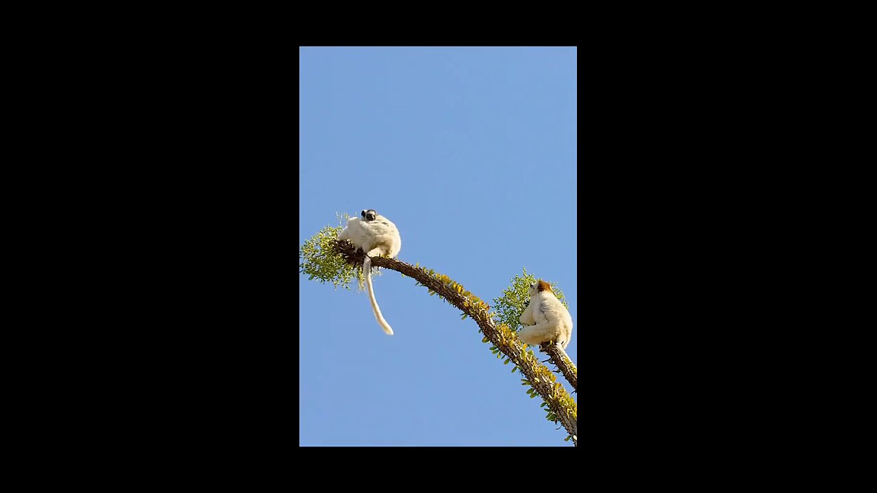 monkey servaving in desert