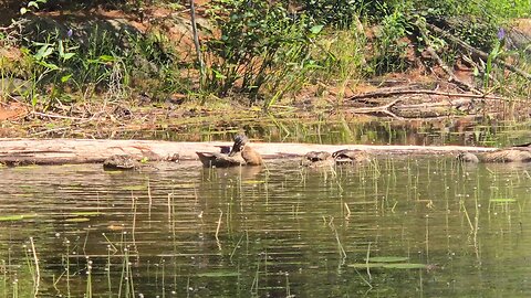 Ducks piseco lake ny