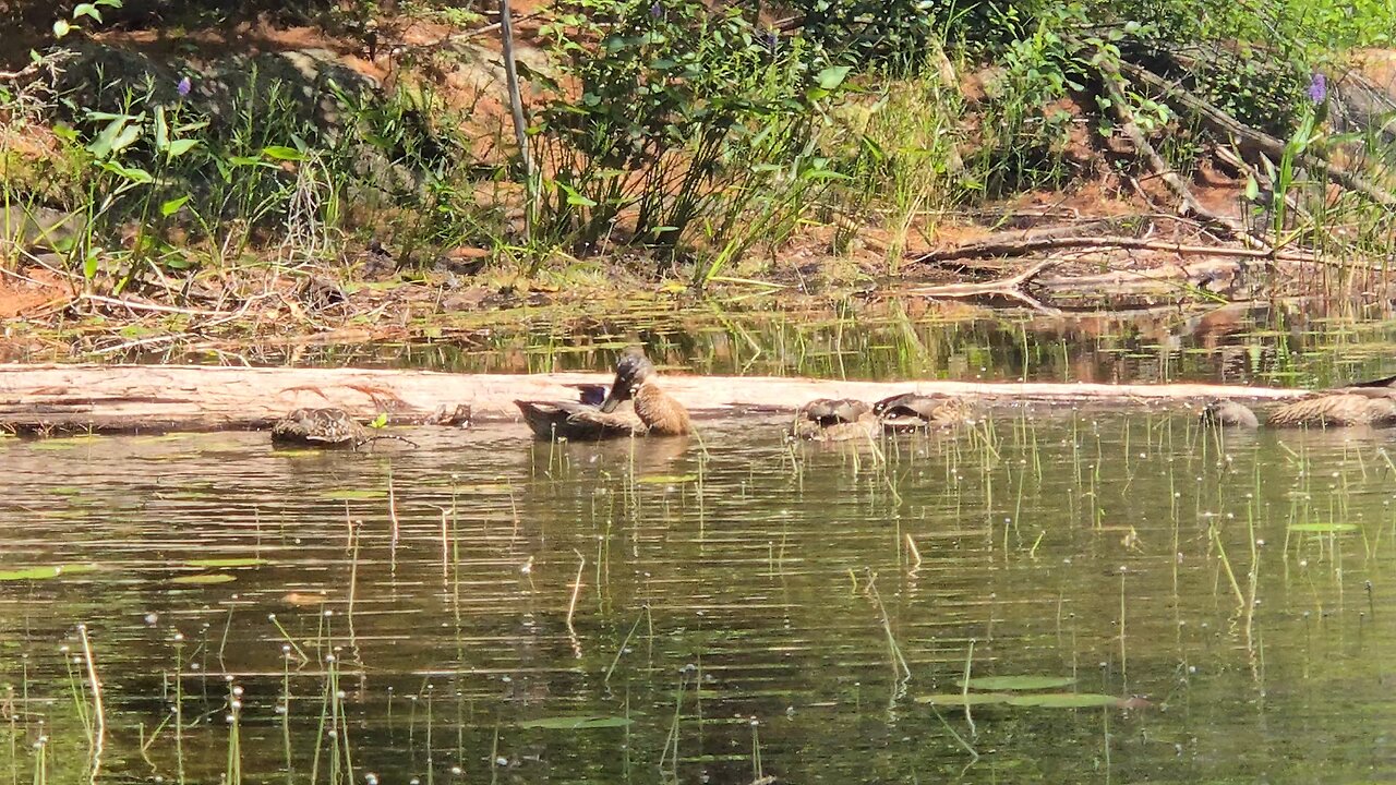 Ducks piseco lake ny