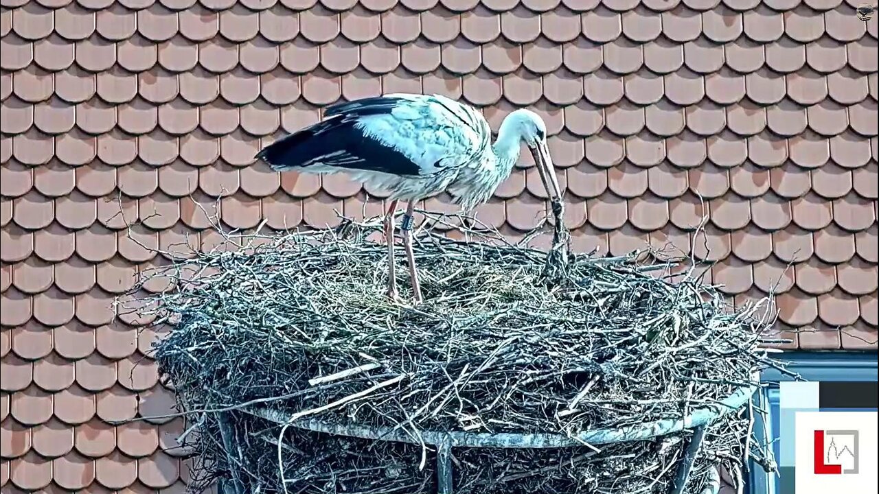 ⚠️ A stork throws a dead chick onto the crown of the nest 😥😢