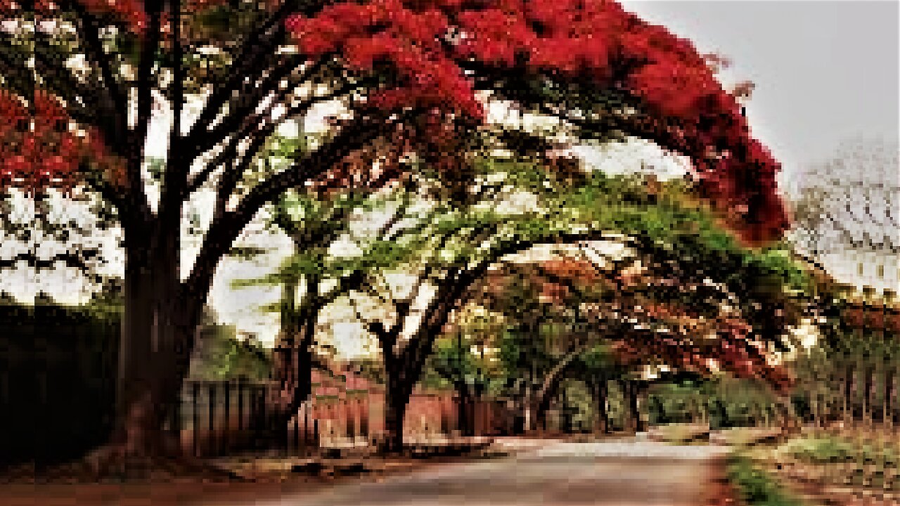 Africa's centuries-old trees